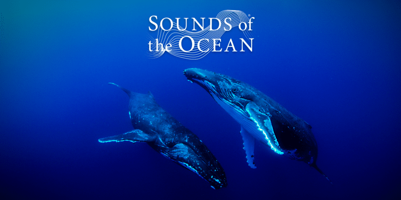 two whales swimming in deep blue sea with Sounds of the Ocean logo above them