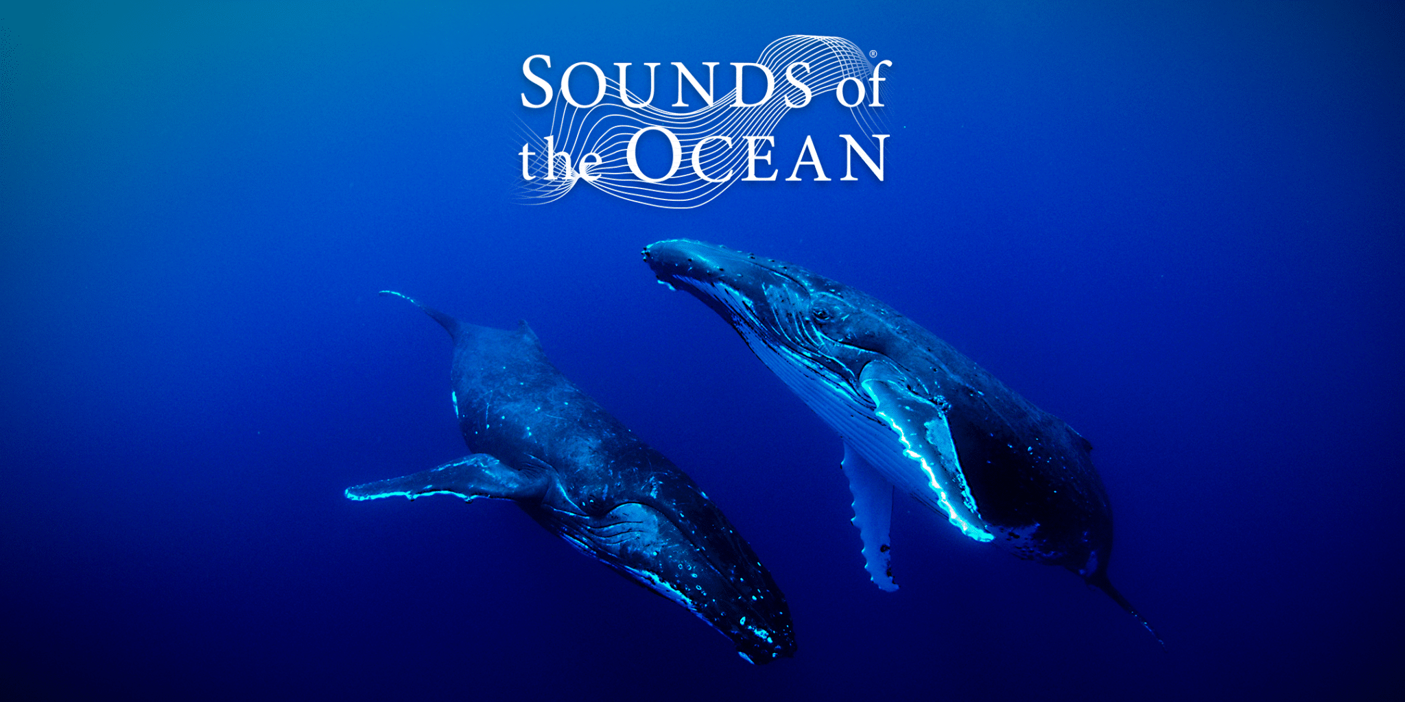 two whales swimming in deep blue sea with Sounds of the Ocean logo above them